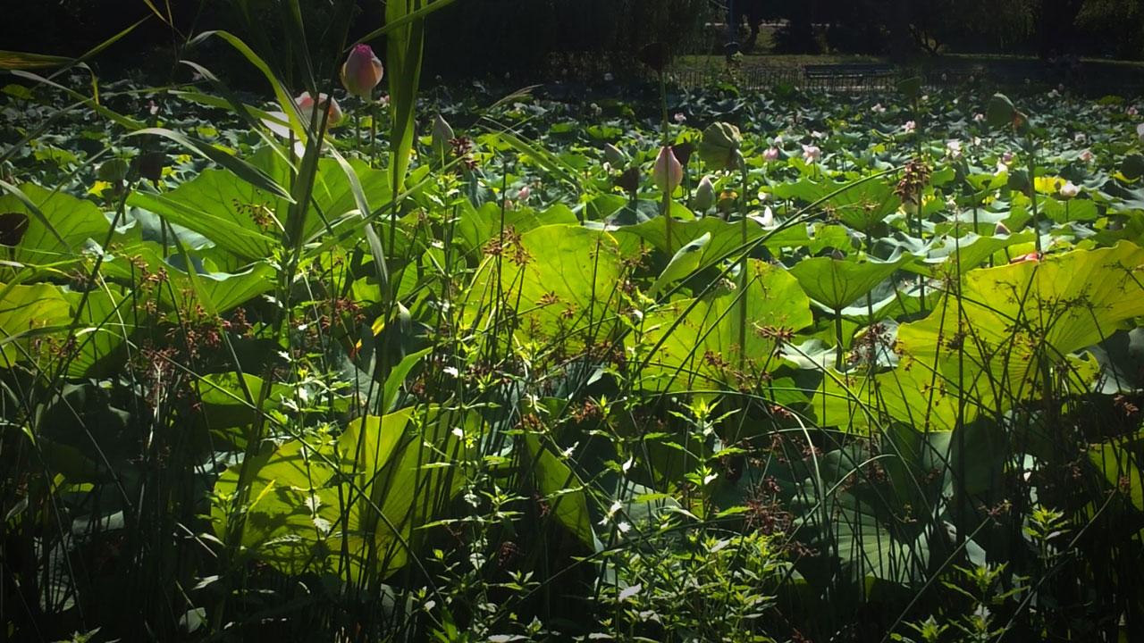 Pond with Burdocks