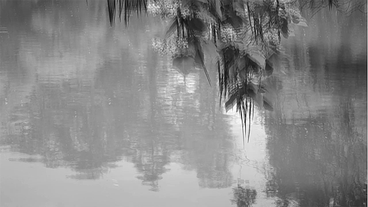 Blossom Catalpa Tree Over Lake in Rain